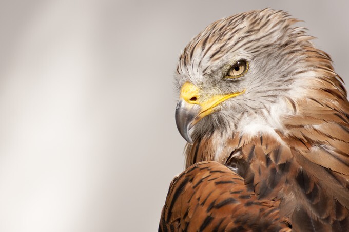Red kite, bird of prey portrait